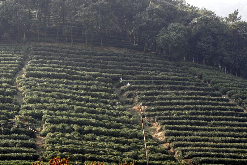 Plantation de thé à Hangzhou en Chine